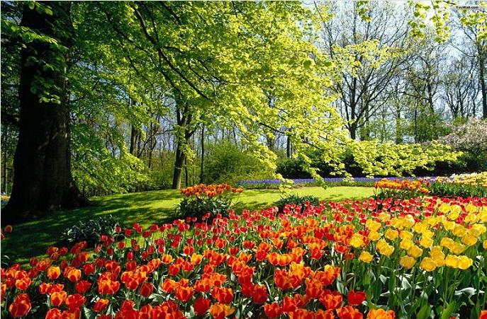 Colorful tulip garden landscape
